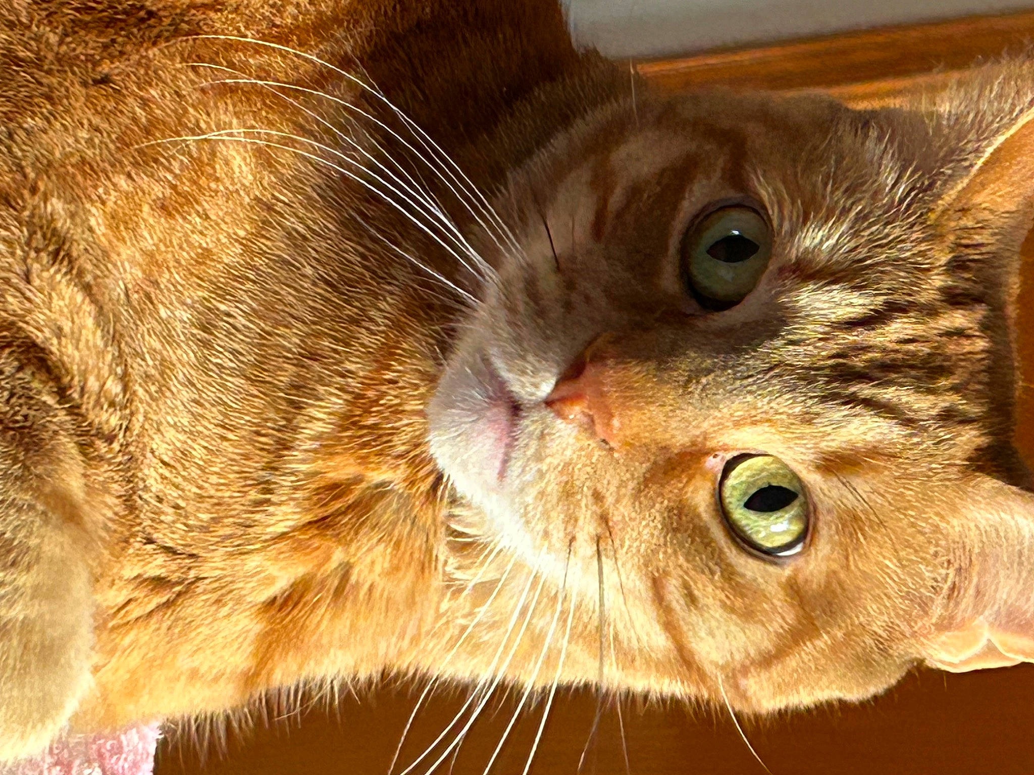 Sega is registered to the contest to win money with this photo: carnivore, cat, close_up, curious, domestic_short_haired_cat, ear, felidae, fur, small_to_medium_sized_cats, snout, terrestrial_animal, whiskers, wood