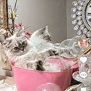 Tiana Rose is registered to the contest to win money with this photo: cat, pink_container, bubbles, mirror, reflection, flowers, decor, indoor, fluffy_cat, tablecloth, crystals, relaxing, pet, feline, closeup, houseplant, soft_light, ornamental, cute, domestic_animal
