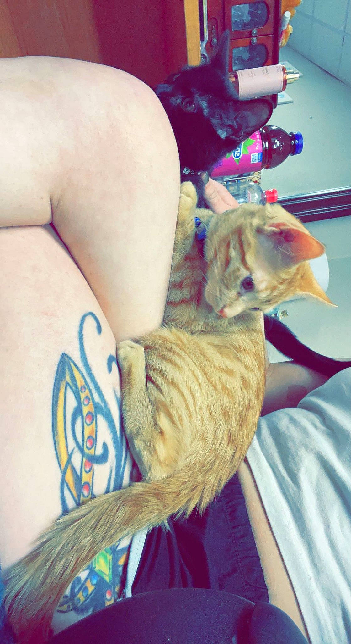 Butters is registered to the contest to win money with this photo: carnivore, cat, dress, elbow, fawn, felidae, human_body, human_leg, joint, leg, neck, shoulder, sleeve, small_to_medium_sized_cats, tattoo, temporary_tattoo, thigh, trunk, whiskers, wrist