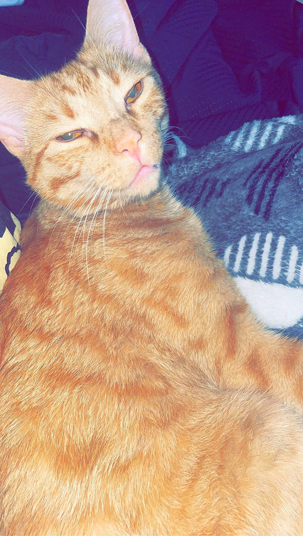 Butters joined the competition — help win amazing prizes! art, carnivore, cat, comfort, domestic_short_haired_cat, fawn, felidae, fur, liver, paw, peach, small_to_medium_sized_cats, snout, tail, terrestrial_animal, whiskers, wrinkle