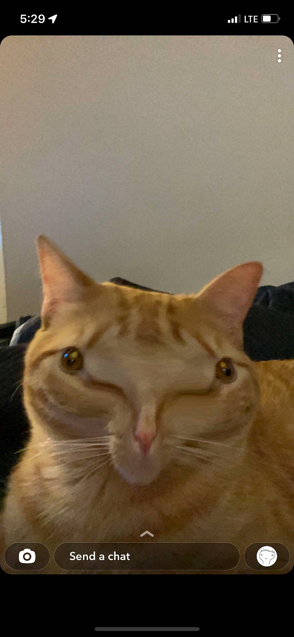 Butters joined the competition — help win amazing prizes! carnivore, cat, domestic_short_haired_cat, ear, fawn, felidae, fur, small_to_medium_sized_cats, snout, whiskers