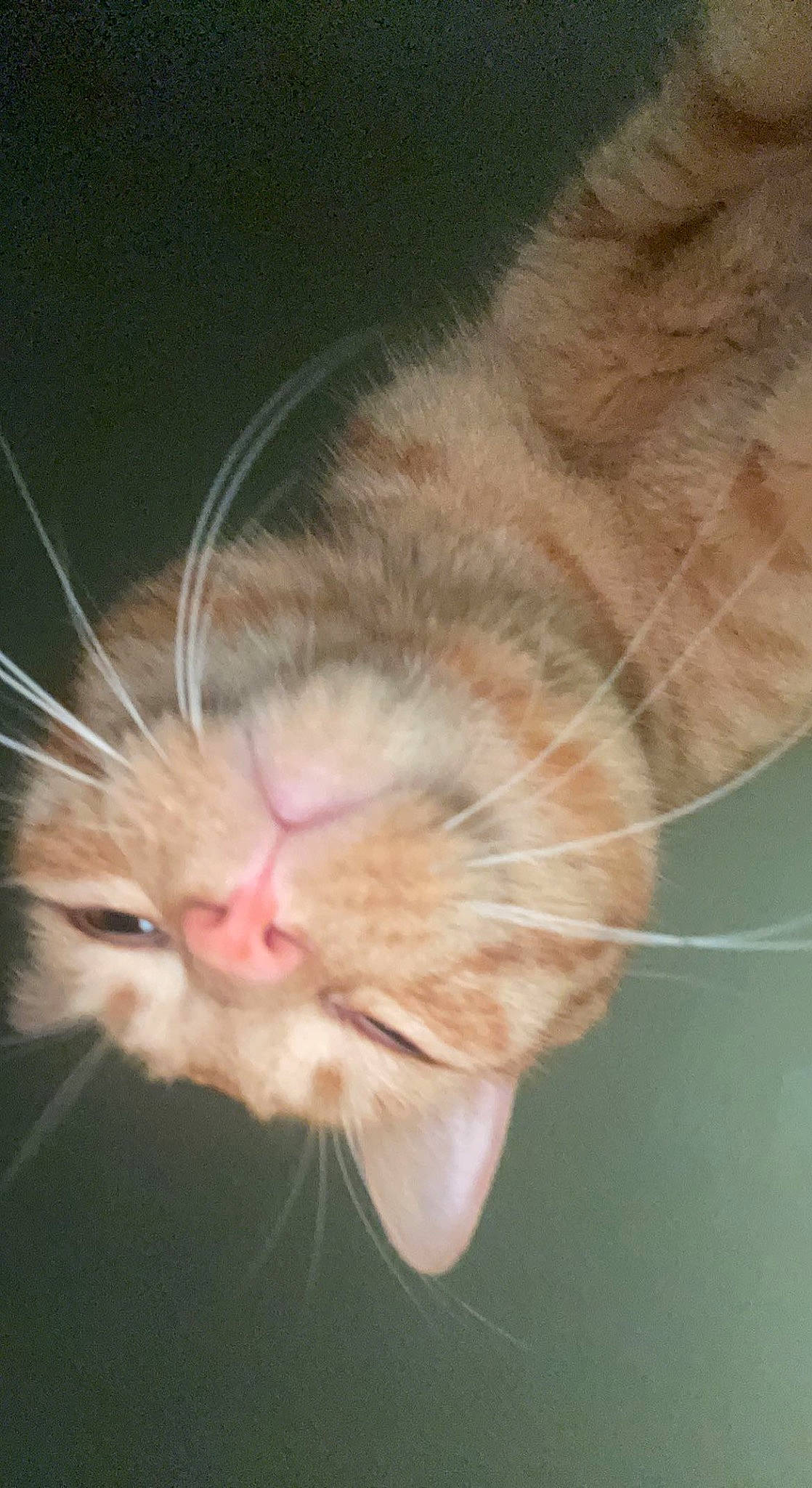 Butters joined the competition — help win amazing prizes! carnivore, cat, ear, eye, fawn, felidae, foot, fur, gesture, human_body, leg, macro_photography, nose, paw, plant, small_to_medium_sized_cats, snout, tail, water, whiskers