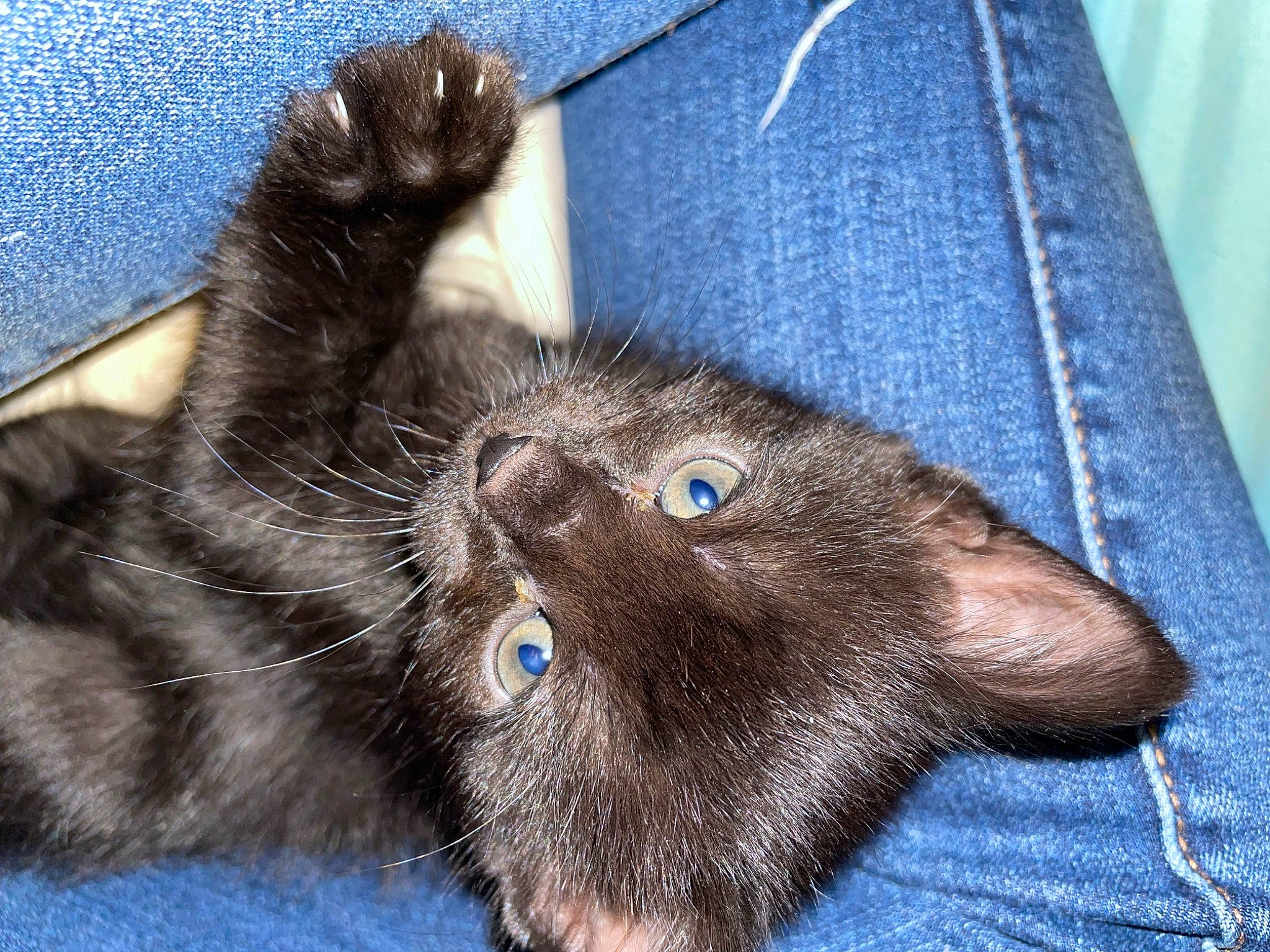 Binx is registered to the contest to win money with this photo: black_cat, carnivore, cat, claw, collar, denim, domestic_short_haired_cat, ear, electric_blue, felidae, fur, liver, paw, sleeve, small_to_medium_sized_cats, snout, tail, whiskers