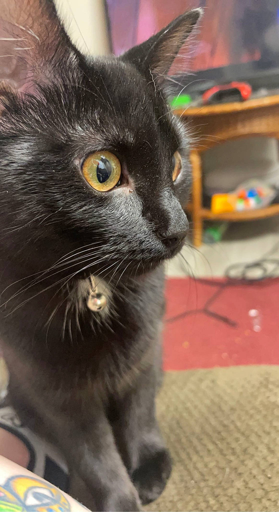 Binx joined the competition — help win amazing prizes! black_cat, bombay, carnivore, cat, claw, domestic_short_haired_cat, felidae, flooring, fur, havana_brown, paw, small_to_medium_sized_cats, snout, tail, terrestrial_animal, whiskers, window