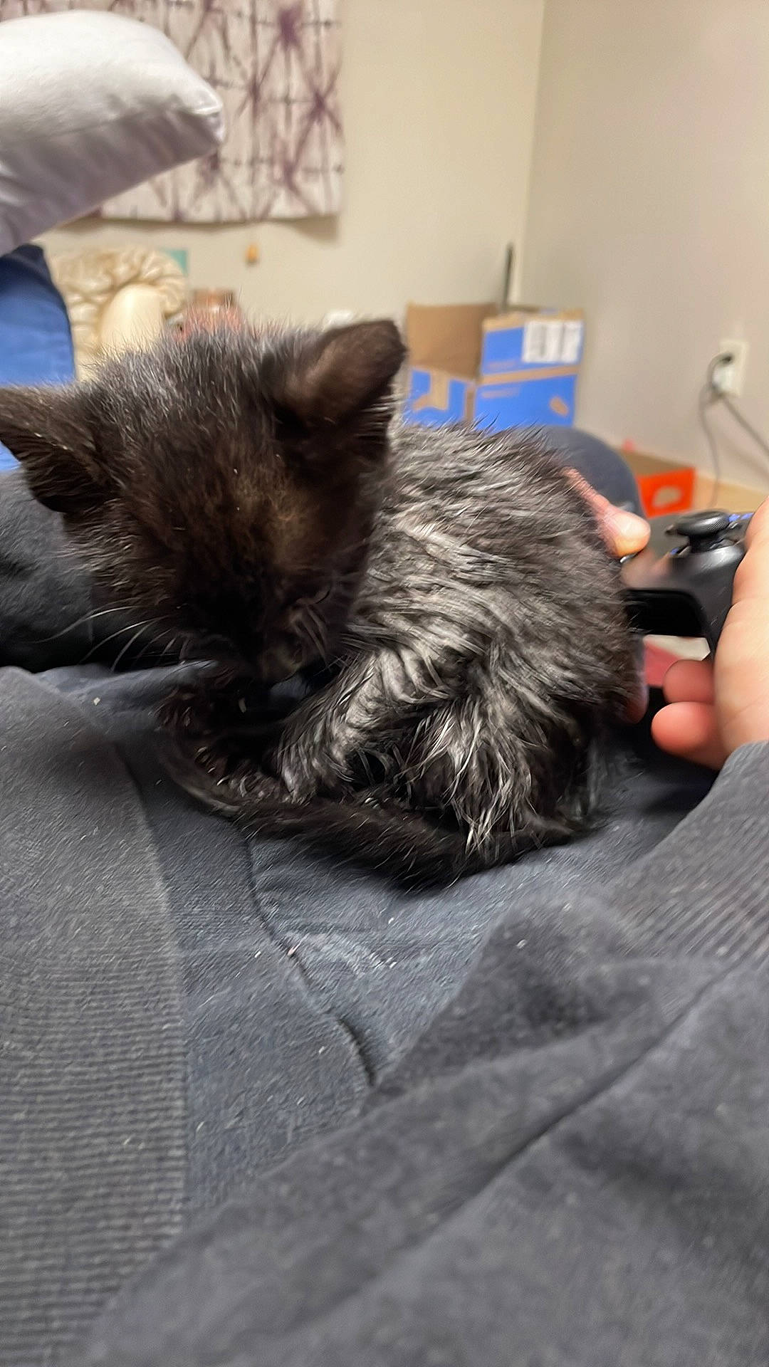 Binx joined the competition — help win amazing prizes! black_cat, canidae, carnivore, cat, chair, claw, comfort, companion_dog, dog_breed, domestic_short_haired_cat, felidae, flooring, fur, grey, nap, paw, small_to_medium_sized_cats, tail, terrestrial_animal, whiskers