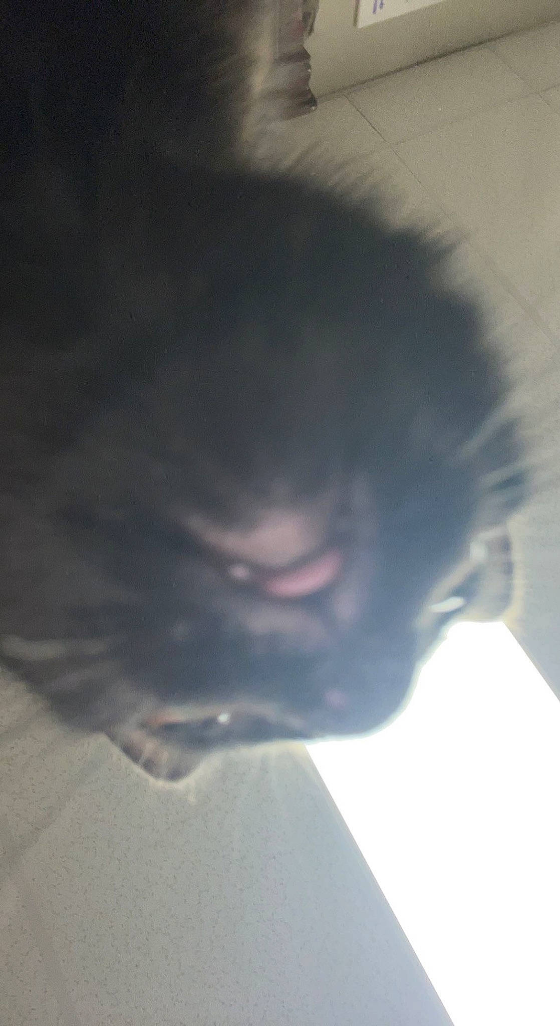 Binx joined the competition — help win amazing prizes! beard, black_hair, cloud, electric_blue, eyelash, flesh, fun, fur, jaw, meteorological_phenomenon, neck, nose, plant, reflection, room, selfie, shadow, sky, tints_and_shades, tree