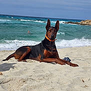 Souko a rejoint le concours — aidez-le/la à gagner de superbes lots ! dog, doberman, beach, sand, ocean, waves, collar, animal, outdoor, water, swimmer, sky, relaxation, sunny, nature, sea, pet, canine, summer, coast