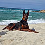 dog, doberman, beach, sand, ocean, waves, collar, animal, outdoor, water, swimmer, sky, relaxation, sunny, nature, sea, pet, canine, summer, coast