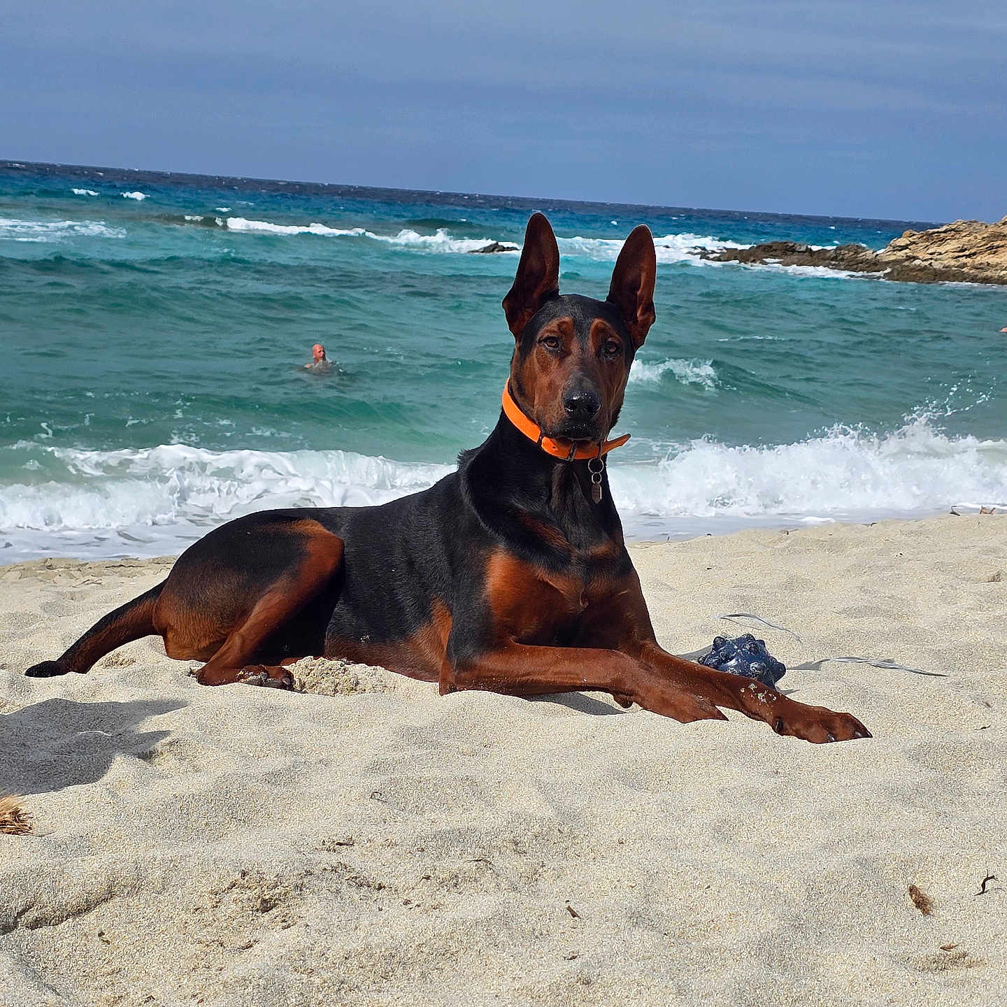 Souko a rejoint le concours — aidez-le/la à gagner de superbes lots ! animal, beach, canine, coast, collar, doberman, dog, nature, ocean, outdoor, pet, relaxation, sand, sea, sky, summer, sunny, swimmer, water, waves