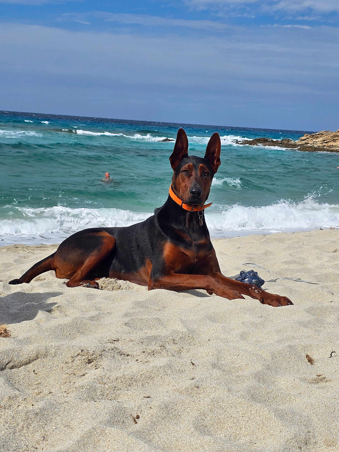 Souko a rejoint le concours — aidez-le/la à gagner de superbes lots ! dog, doberman, beach, sand, ocean, waves, collar, animal, outdoor, water, swimmer, sky, relaxation, sunny, nature, sea, pet, canine, summer, coast