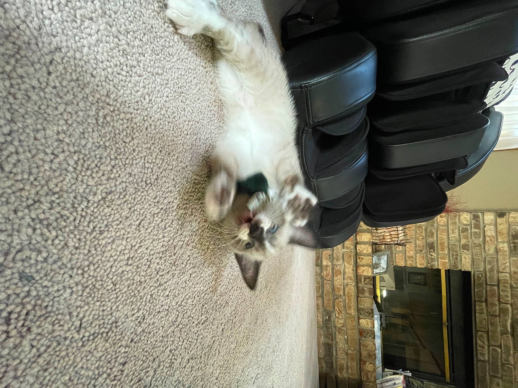 Chip joined the competition — help win amazing prizes! auto_part, automotive_lighting, automotive_tire, automotive_wheel_system, bumper, carnivore, felidae, fender, fur, gas, grille, hood, metal, pet_supply, small_to_medium_sized_cats, snout, tail, water, whiskers, wildlife