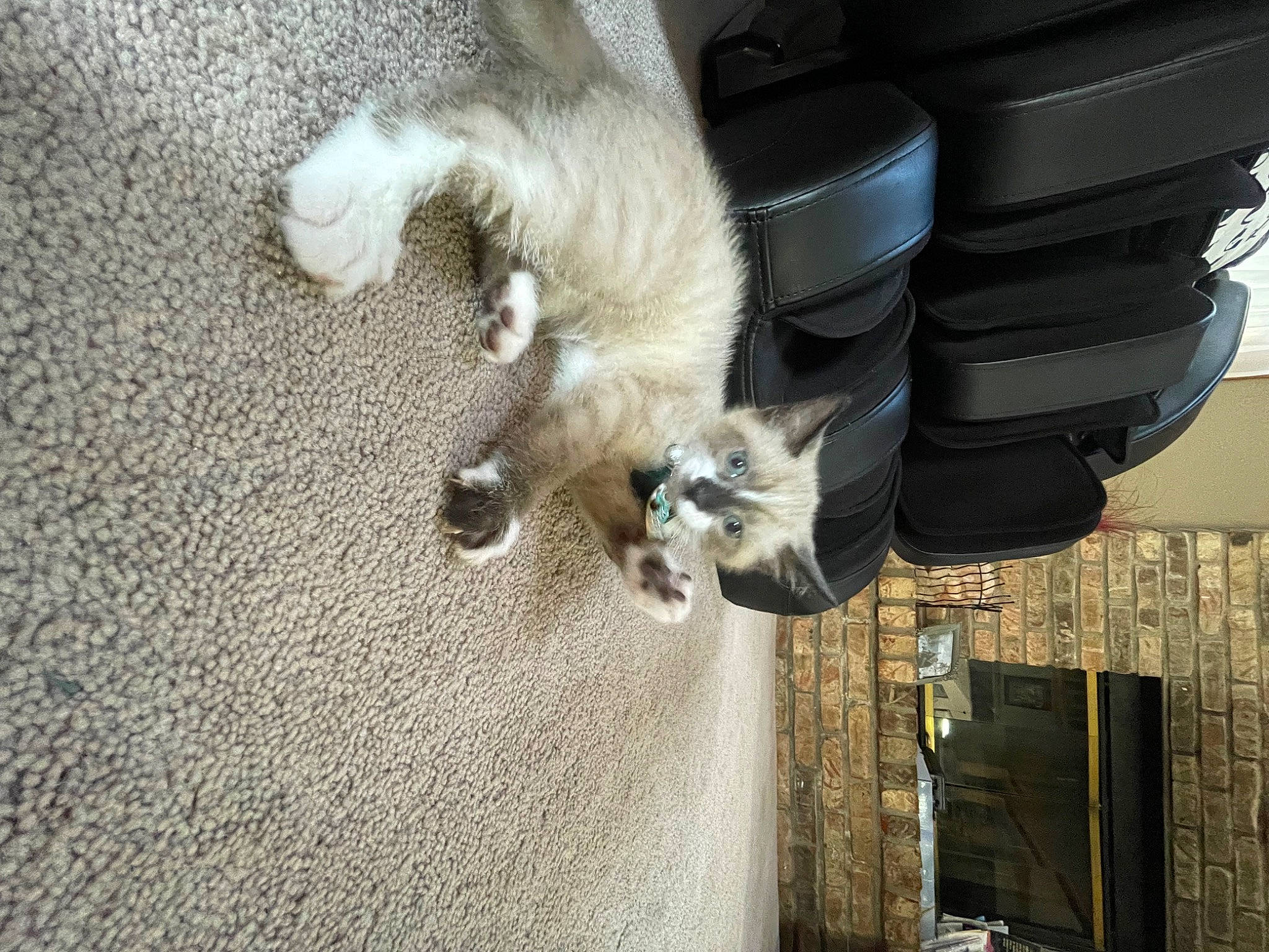 Chip is registered to the contest to win money with this photo: automotive_exterior, automotive_tire, bumper, canidae, carnivore, cat, domestic_short_haired_cat, felidae, fender, fur, gas, mammal, paw, small_to_medium_sized_cats, snout, tail, vehicle, vertebrate, whiskers, wood