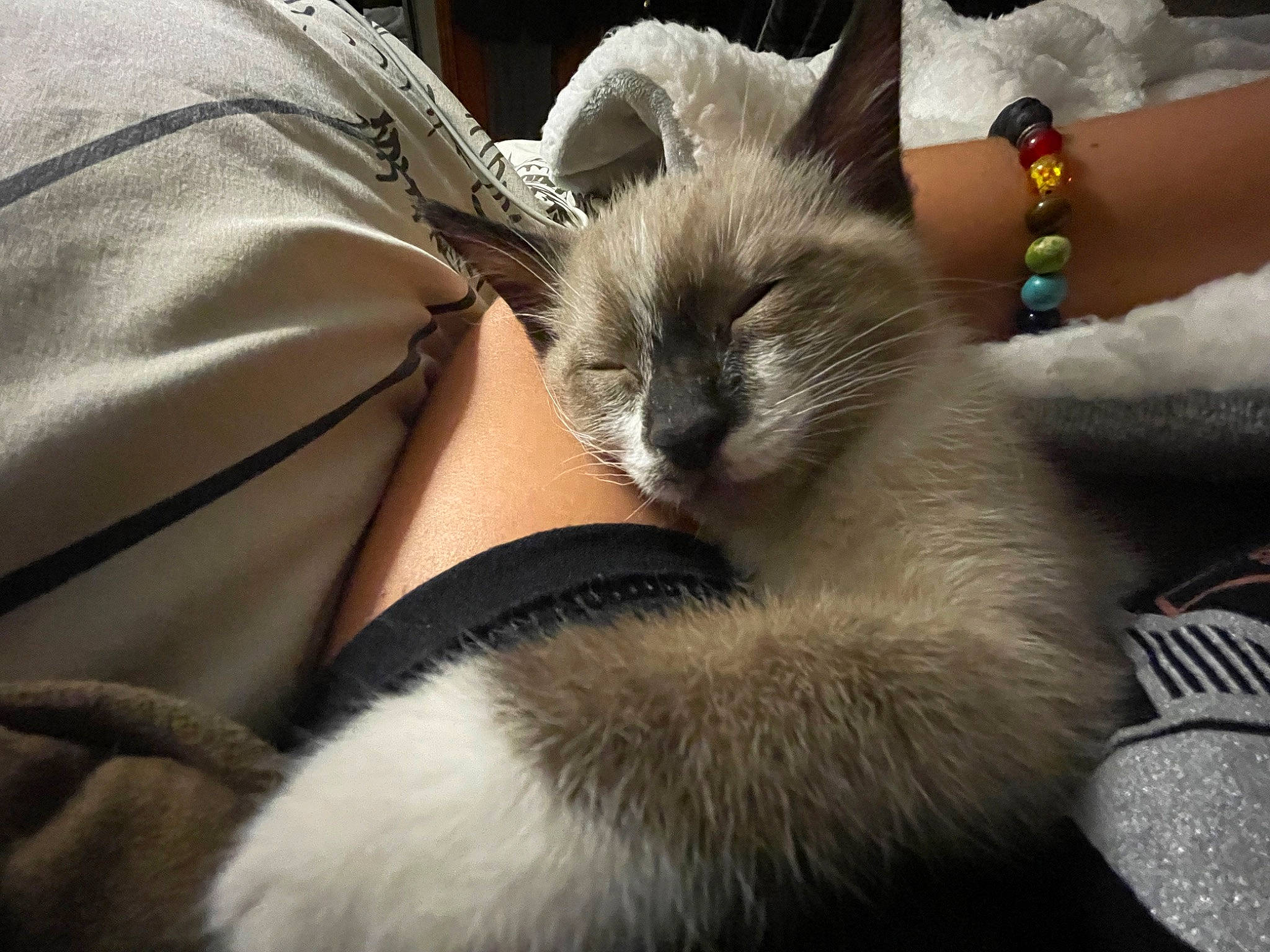 Chip is registered to the contest to win money with this photo: balinese, birman, carnivore, cat, claw, comfort, domestic_short_haired_cat, fawn, felidae, fur, nap, paw, siamese, small_to_medium_sized_cats, snout, tail, thai, tonkinese, watch, whiskers