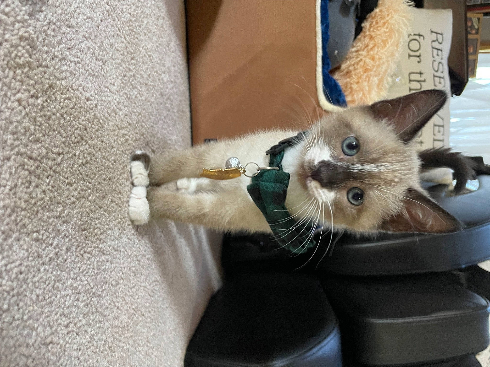 Chip is registered to the contest to win money with this photo: balinese, birman, carnivore, cat, chair, claw, comfort, domestic_short_haired_cat, fawn, felidae, fur, grey, paw, siamese, small_to_medium_sized_cats, tail, thai, tonkinese, whiskers