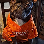 Angus is registered to the contest to win money with this photo: dog, french_bulldog, orange_jersey, texas, pet, indoor, chair, sitting, animal, cute, portrait, clothing, brown, black, ears, expression, looking, paw, furniture, domestic