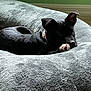 Freya is registered to the contest to win money with this photo: puppy, dog, black_dog, bed, fluffy_bed, pet, indoor, carpet, collar, resting, sleepy, cozy, animal, cute, paw, fur, relaxed, young_dog, home, natural_light