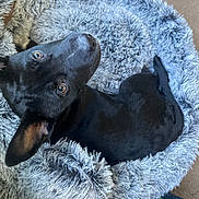 Freya is registered to the contest to win money with this photo: dog, black_dog, pet_bed, fluffy_bed, indoor, carpet, curious, looking_up, animal, cozy, resting, ears, nose, fur, domestic_animal, cute, companion, canine, comfort, relaxed