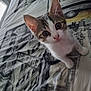 Mystic a rejoint le concours — aidez-le/la à gagner de superbes lots ! abyssinian, animal, bed, bedroom, blanket, cat, curtain, furniture, homedecor, indoors, kitten, linen, manx, money, pet, quilt, room, siamese, text, window