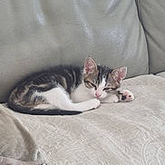 Mystic participe au concours pour gagner de l'argent avec cette photo : abyssinian, animal, bed, bedroom, blanket, cat, chair, couch, cushion, furniture, homedecor, indoors, kitten, linen, manx, person, pet, quilt, room, sleeping