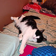 Gribouille a rejoint le concours — aidez-le/la à gagner de superbes lots ! abyssinian, animal, bed, bedroom, blanket, cat, couch, cushion, dormroom, furniture, homedecor, indoors, kitten, linen, manx, person, pet, quilt, room, sleeping