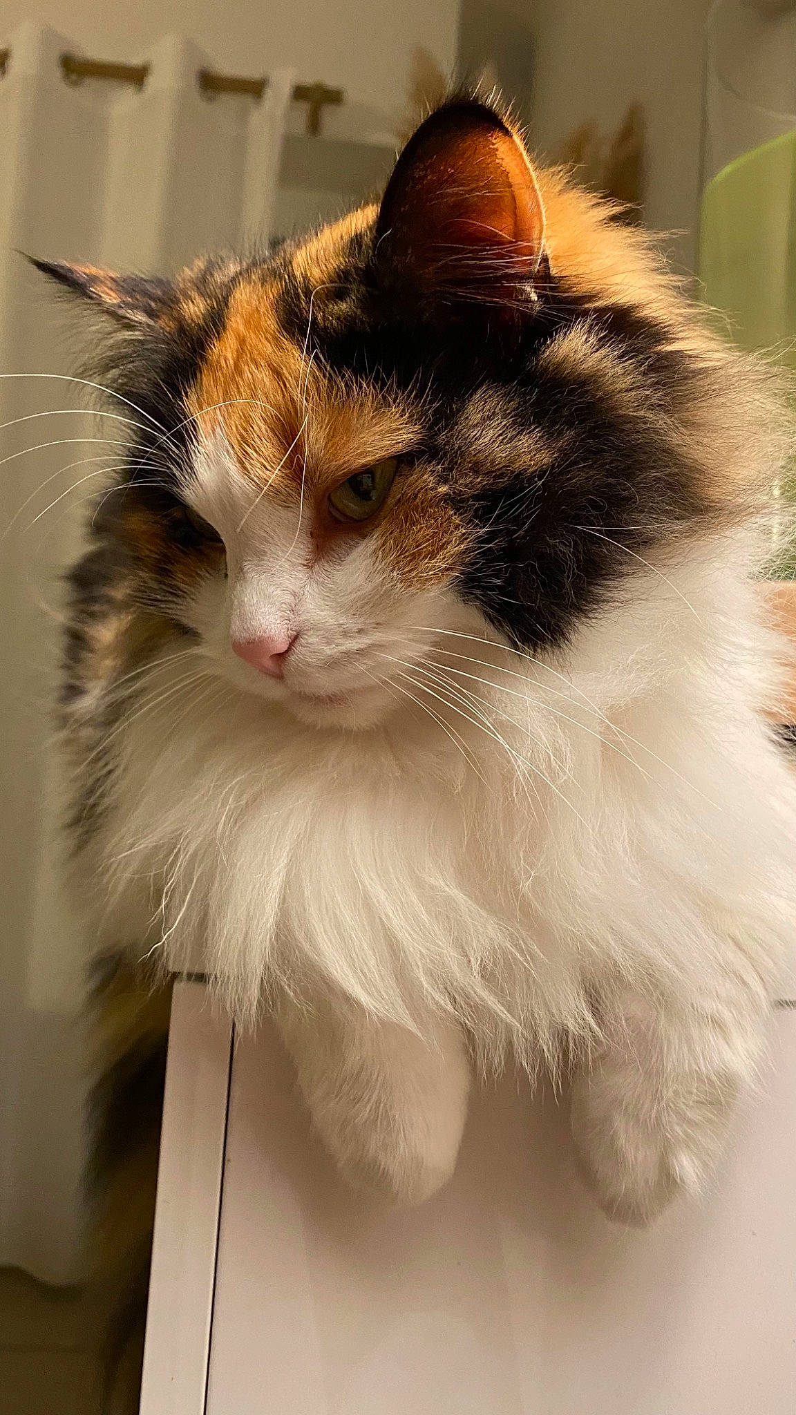 Pin-up participe au concours pour gagner de l'argent avec cette photo : carnivore, cat, felidae, fur, small_to_medium_sized_cats, snout, terrestrial_animal, whiskers