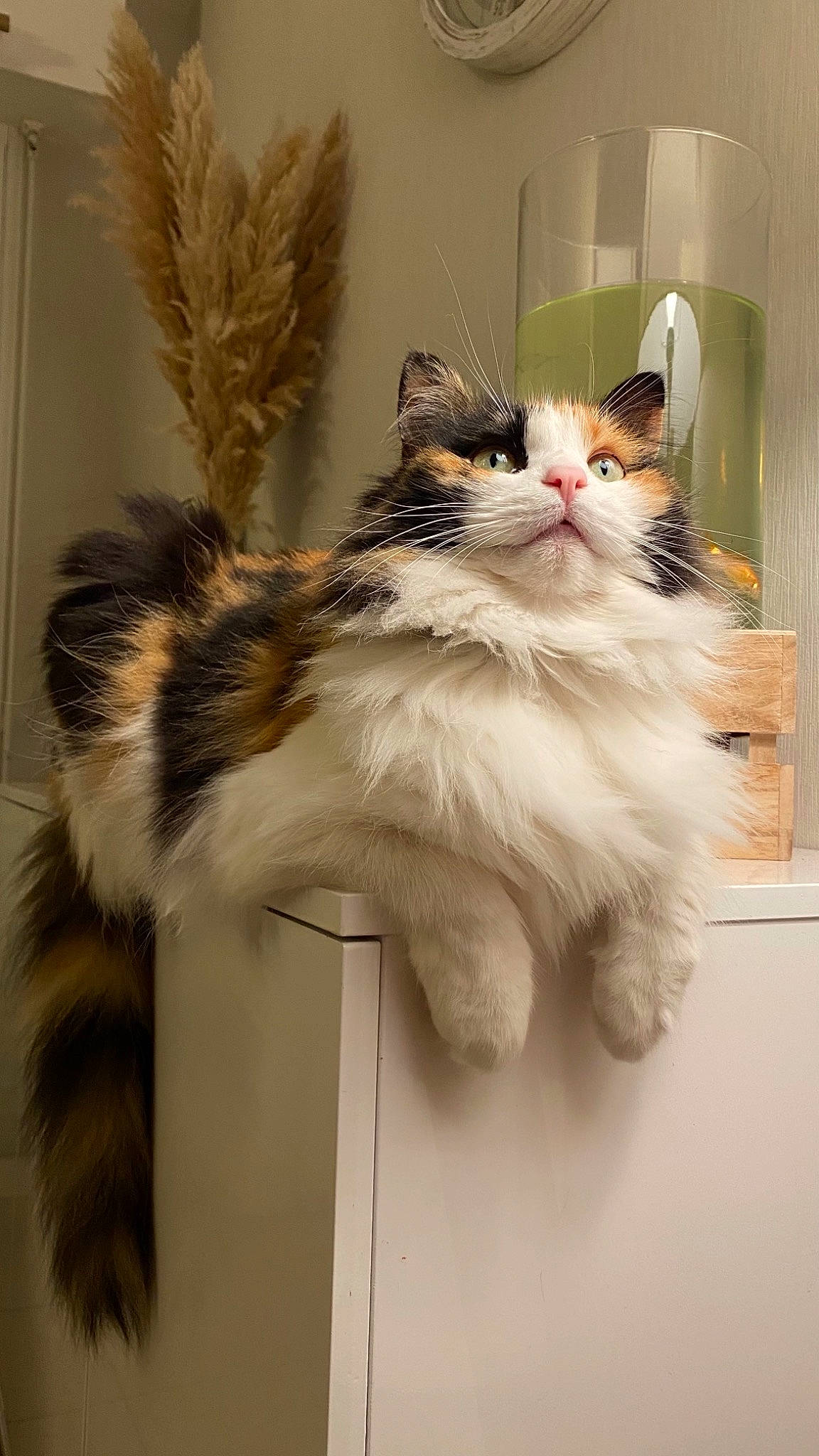 Pin-up a rejoint le concours — aidez-le/la à gagner de superbes lots ! carnivore, cat, claw, comfort, fawn, felidae, formal_wear, fur, natural_material, paw, sitting, small_to_medium_sized_cats, snout, tail, terrestrial_animal, whiskers, window