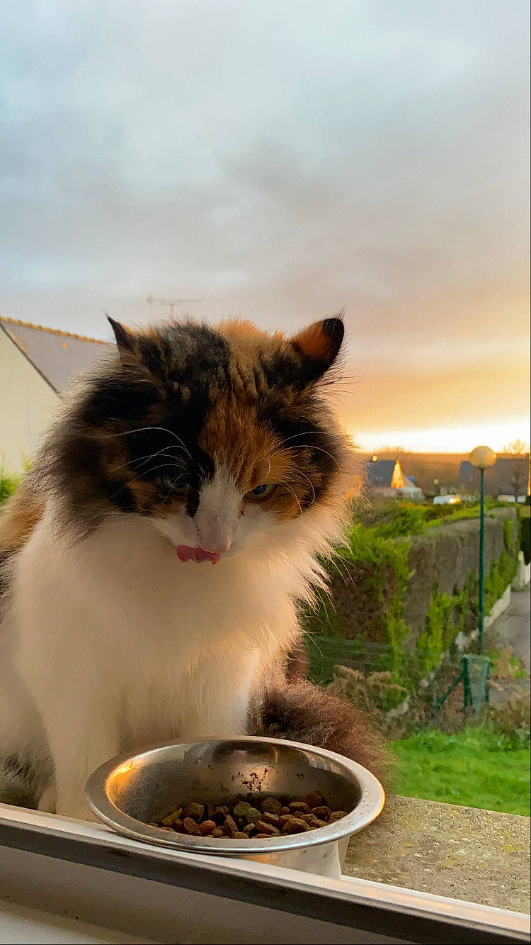 Pin-up participe au concours pour gagner de l'argent avec cette photo : animal_feed, bowl, carnivore, cat, cat_supply, cloud, domestic_short_haired_cat, drinking, felidae, flowerpot, fur, grass, pet_food, pet_supply, plant, sky, small_to_medium_sized_cats, tail, tree, whiskers