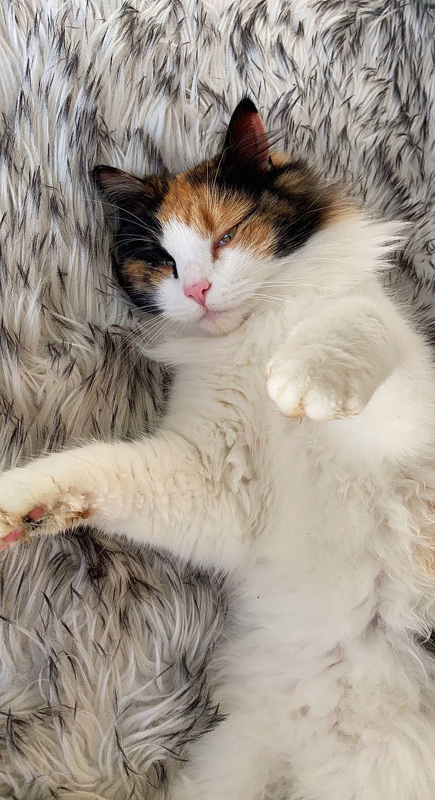 Pin-up participe au concours pour gagner de l'argent avec cette photo : carnivore, cat, claw, comfort, domestic_short_haired_cat, eye, fawn, felidae, foot, fur, paw, plant, small_to_medium_sized_cats, snout, tail, tree, whiskers