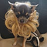 Pamela a rejoint le concours — aidez-le/la à gagner de superbes lots ! dog, chihuahua, wig, hairpiece, small_dog, pet, animal, indoor, leather, cushion, beige, black, fur, ears, standing, closeup, expression, funny, cute, toy