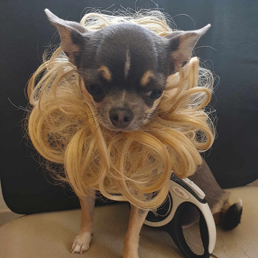 Pamela