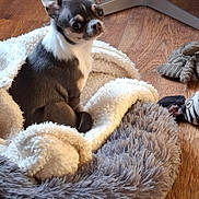 Pamela a rejoint le concours — aidez-le/la à gagner de superbes lots ! chihuahua, dog, pet_bed, blanket, wooden_floor, toy, indoor, small_dog, fur, ears, alert, brown, white, black, cozy, cute, animal, companion, home, floor