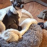 chihuahua, dog, pet_bed, blanket, wooden_floor, toy, indoor, small_dog, fur, ears, alert, brown, white, black, cozy, cute, animal, companion, home, floor