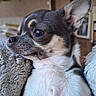 Pamela participe au concours pour gagner de l'argent avec cette photo : dog, chihuahua, pet, close_up, indoor, blanket, fur, cute, small_dog, portrait, animal, cozy, looking_away, ears, snout, companion, domestic_animal, relaxed, soft_light, furry