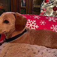 Dallas joined the competition — help win amazing prizes! dog, blanket, fireplace, holiday, christmas_tree, decorations, red, snowflake, cozy, furniture, indoor, pet, collar, resting, warm, lights, wood, couch, comfort, festive