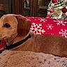 dog, blanket, fireplace, holiday, christmas_tree, decorations, red, snowflake, cozy, furniture, indoor, pet, collar, resting, warm, lights, wood, couch, comfort, festive