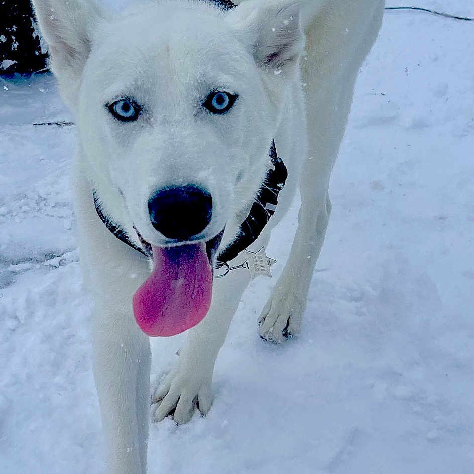 Enzo joined the competition — help win amazing prizes! accessories, animal, ball, bodypart, canine, dog, hound, husky, mouth, nature, outdoors, person, pet, puppy, snow, sport, tennis, tennisball, tongue, whitedog