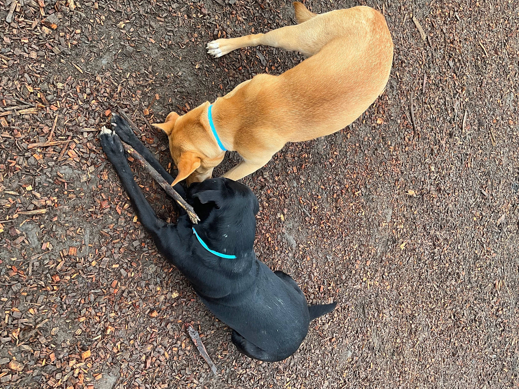 Nala joined the competition — help win amazing prizes! asphalt, basic_pump, canidae, carnivore, collar, comfort, companion_dog, dog, dog_breed, dog_collar, fawn, foot, human_body, human_leg, knee, road_surface, snout, sporting_group, tail, thigh