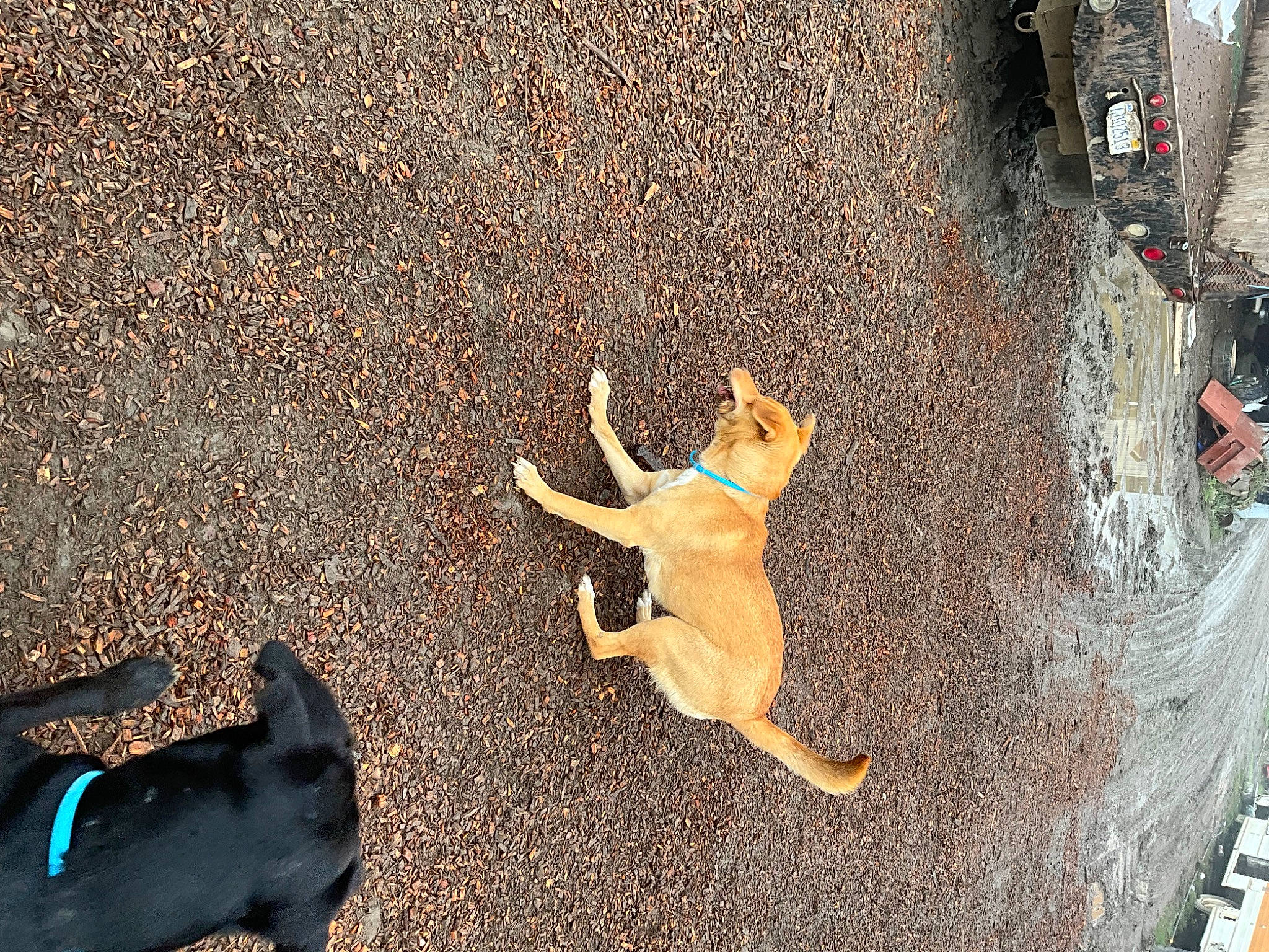 Nala is registered to the contest to win money with this photo: asphalt, automotive_tire, carnivore, dog, dog_breed, fawn, grass, landscape, organism, people_in_nature, plant, road_surface, shadow, snout, soil, sporting_group, tail, tree, wood, working_animal