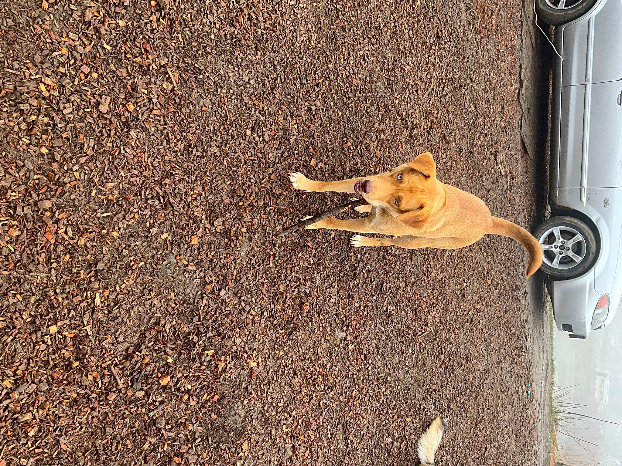 Nala is registered to the contest to win money with this photo: asphalt, automotive_exterior, automotive_lighting, automotive_tire, car, carnivore, companion_dog, dog, dog_breed, fawn, fender, flooring, road_surface, tail, tints_and_shades, tire, vehicle, vehicle_door, wheel, wood