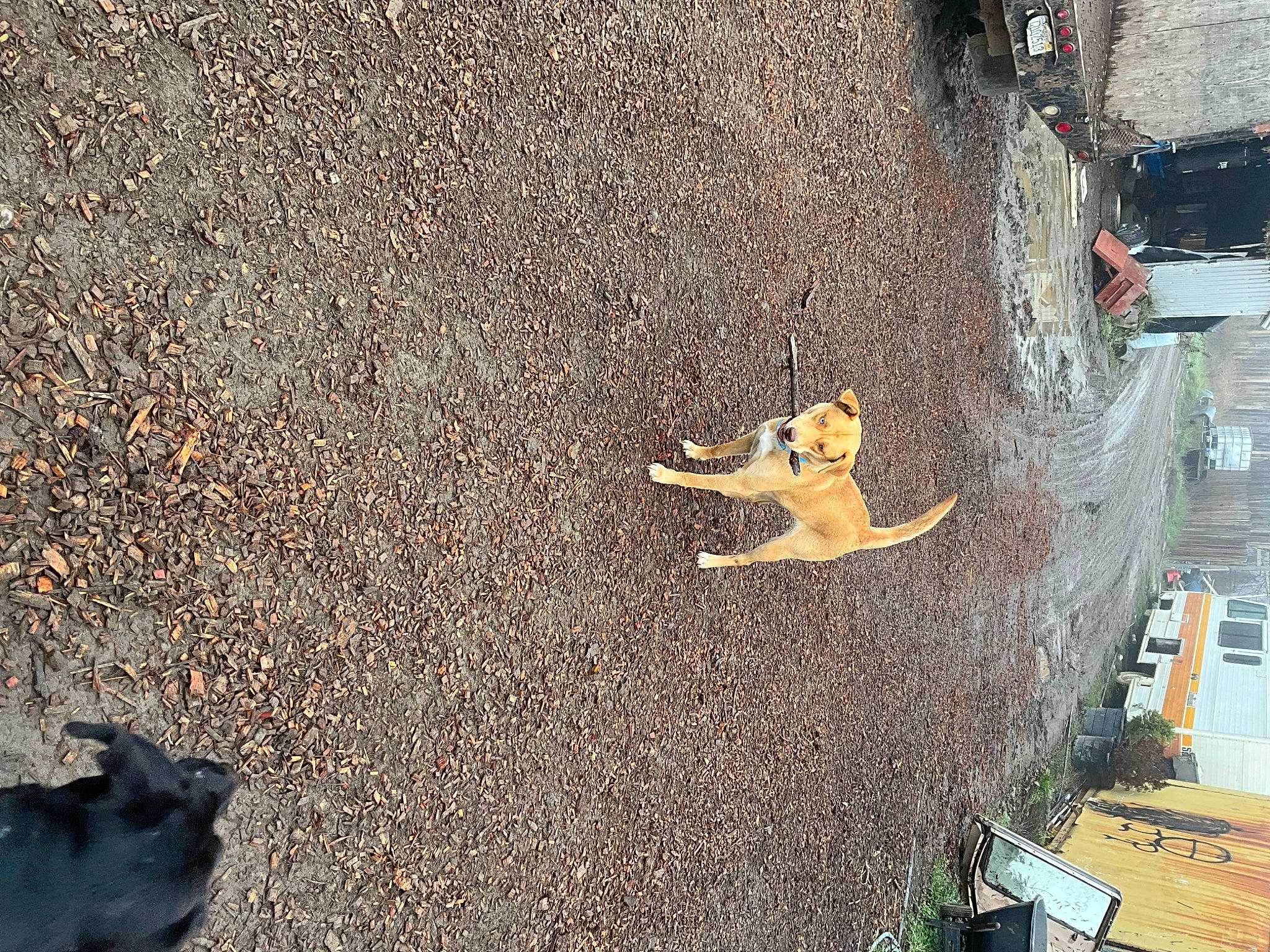 Nala joined the competition — help win amazing prizes! asphalt, city, concrete, curb, dog, grass, landscape, plant, road, road_surface, rock, shadow, sidewalk, soil, street, tar, tree, urban_design, window, wood