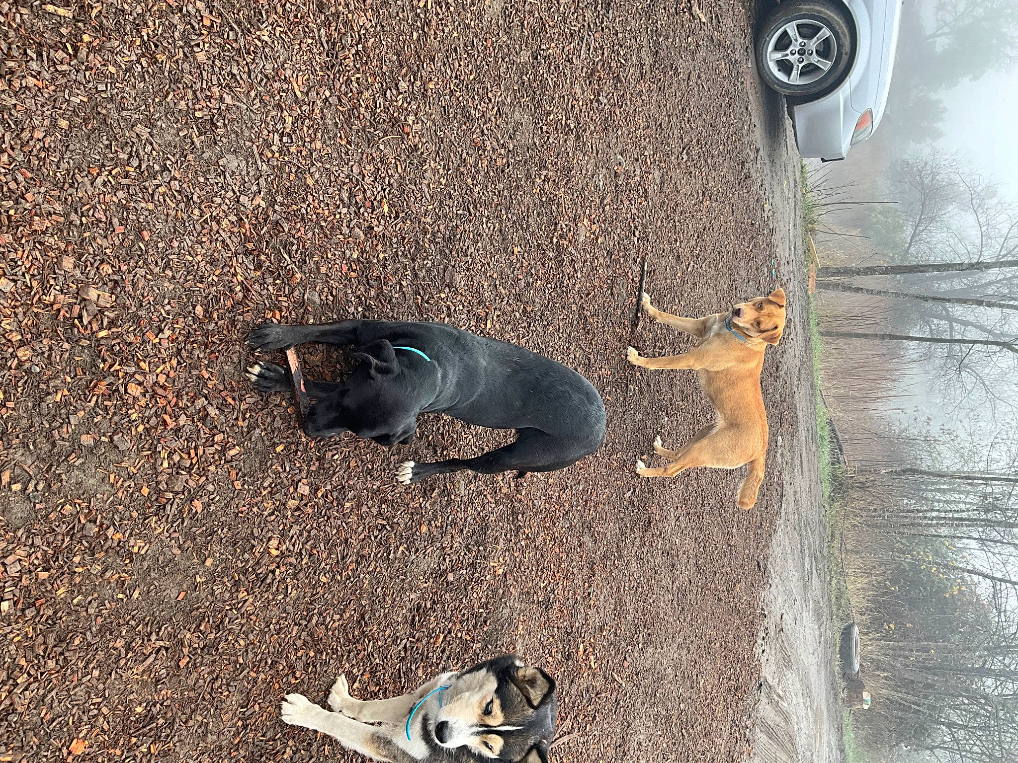 Nala is registered to the contest to win money with this photo: asphalt, automotive_tire, car, carnivore, dog, dog_breed, fawn, fender, hubcap, light, line, mammal, organism, road_surface, sidewalk, tire, tread, vehicle, vertebrate, wheel