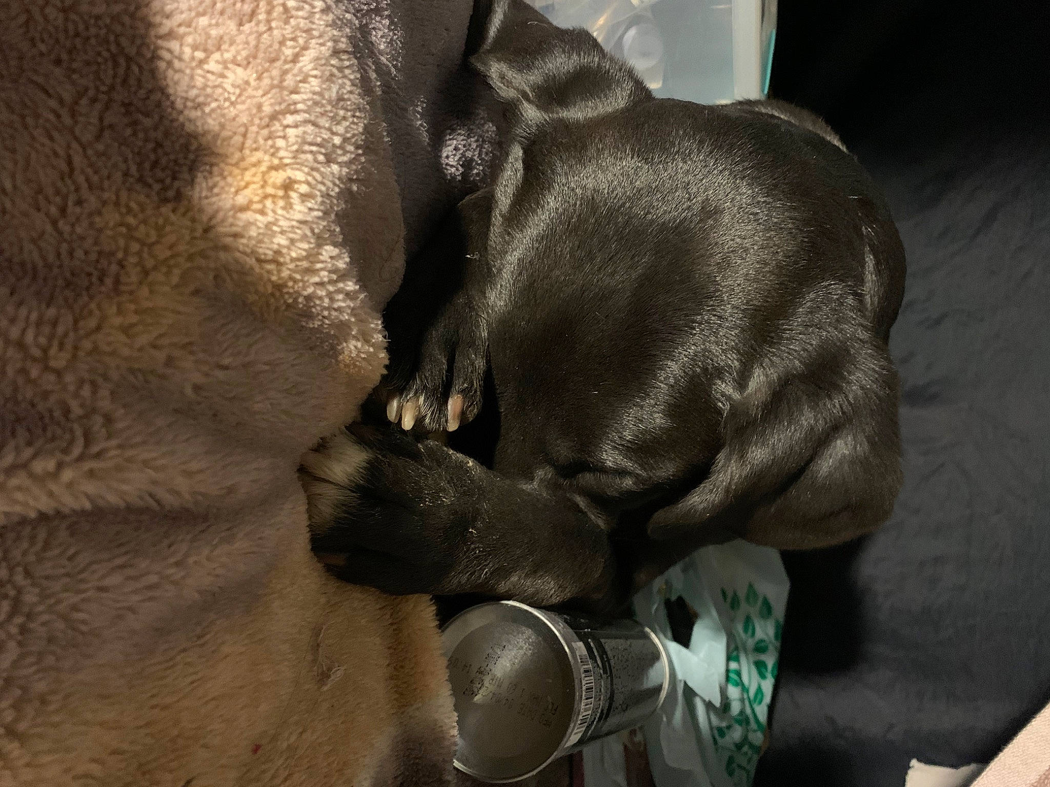 Doja joined the competition — help win amazing prizes! bat, canidae, carnivore, claw, comfort, dog_breed, fashion_accessory, felidae, foot, fur, grey, human_leg, non_sporting_group, snout, sporting_group, terrestrial_animal, whiskers, working_animal, wrinkle