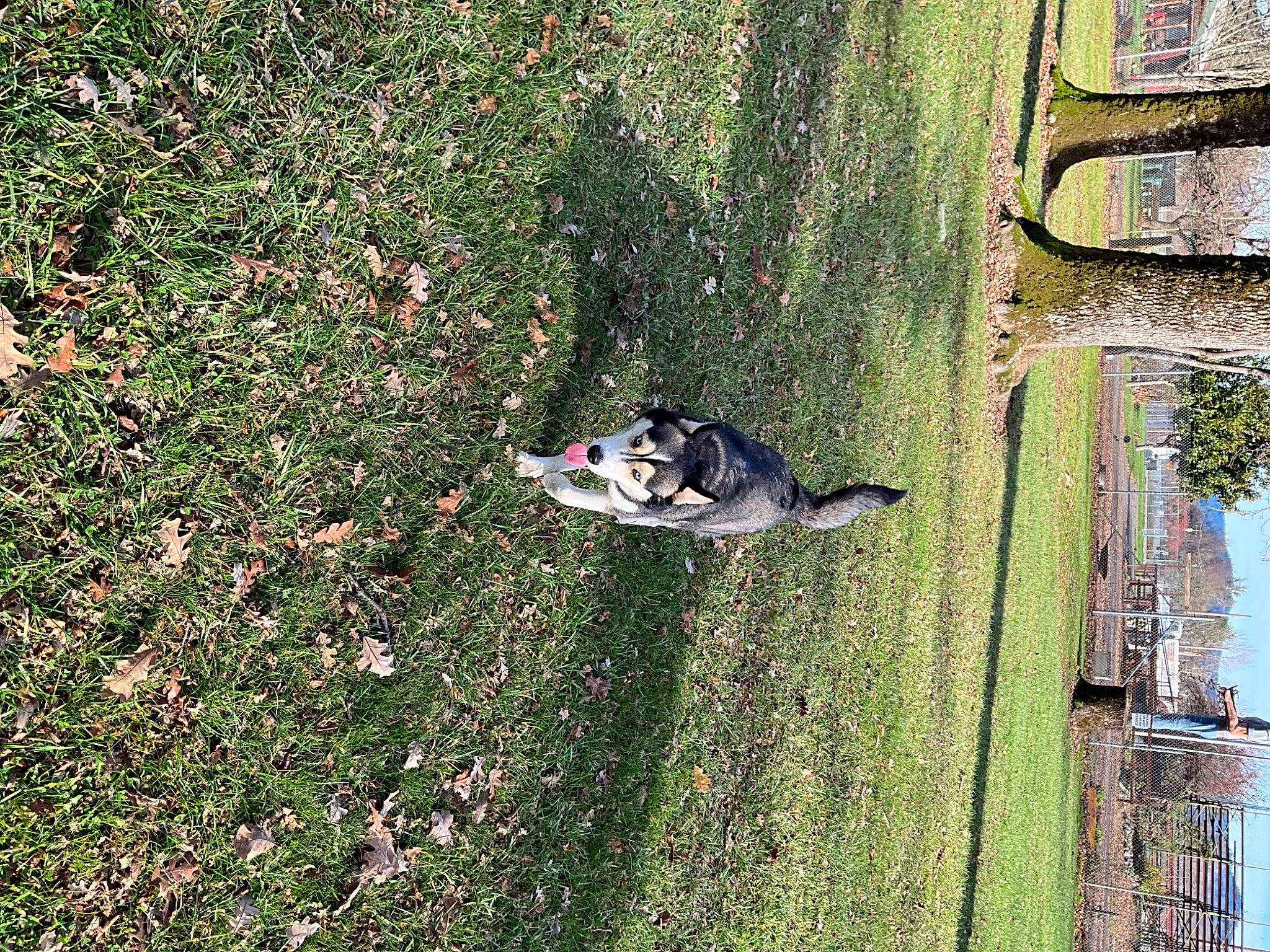 Zuka is registered to the contest to win money with this photo: canidae, carnivore, dog, dog_breed, grass, grass_family, groundcover, lawn, mammal, pet_supply, plant, shrub, sky, sporting_group, tail, tree, trunk, vertebrate