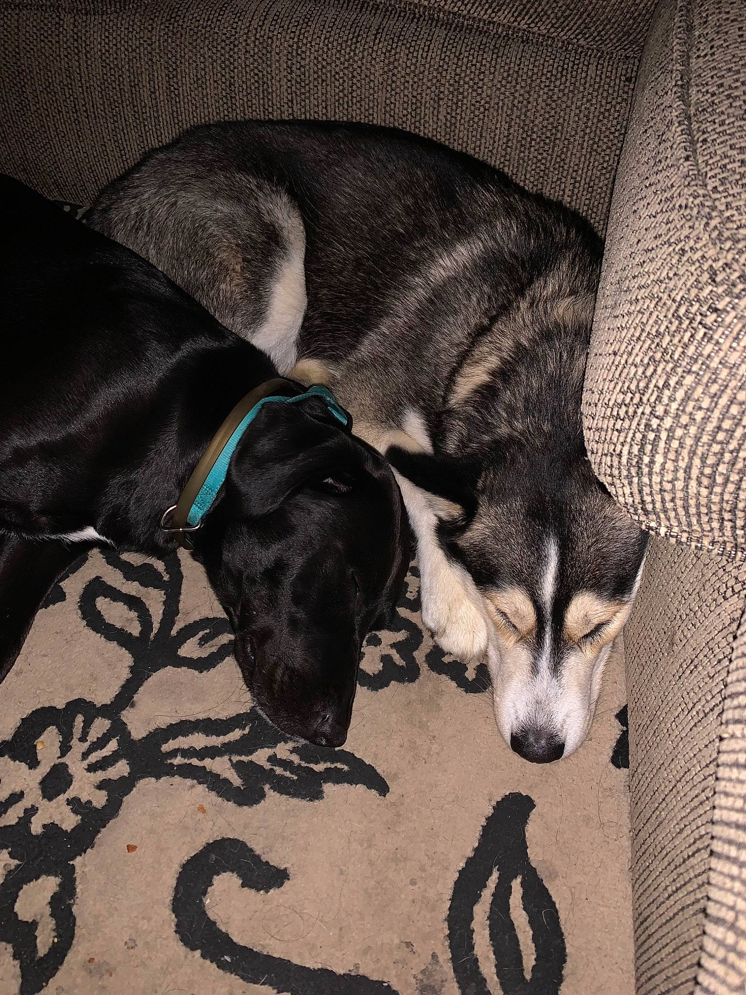 Zuka is registered to the contest to win money with this photo: canidae, carnivore, collar, comfort, companion_dog, dog, dog_breed, dog_collar, dog_supply, fawn, fur, grey, paw, pet_supply, snout, sporting_group, tail, terrestrial_animal, whiskers, working_animal