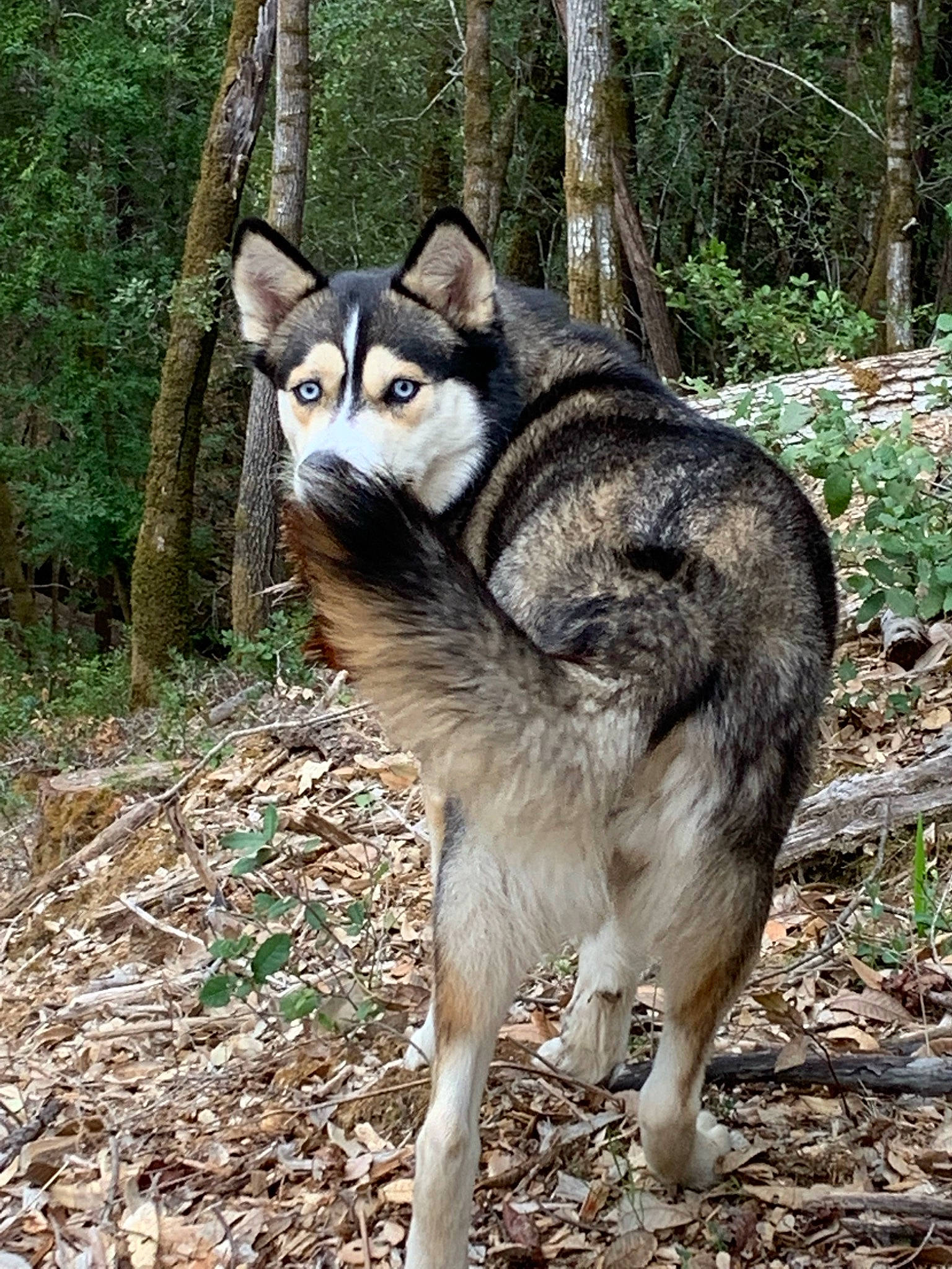 Zuka joined the competition — help win amazing prizes! canidae, canis, canis_lupus_tundrarum, carnivore, dog, dog_breed, forest, fur, grass, plant, sled_dog, snout, soil, tail, terrestrial_animal, tree, wildlife, wolf, woodland, working_animal
