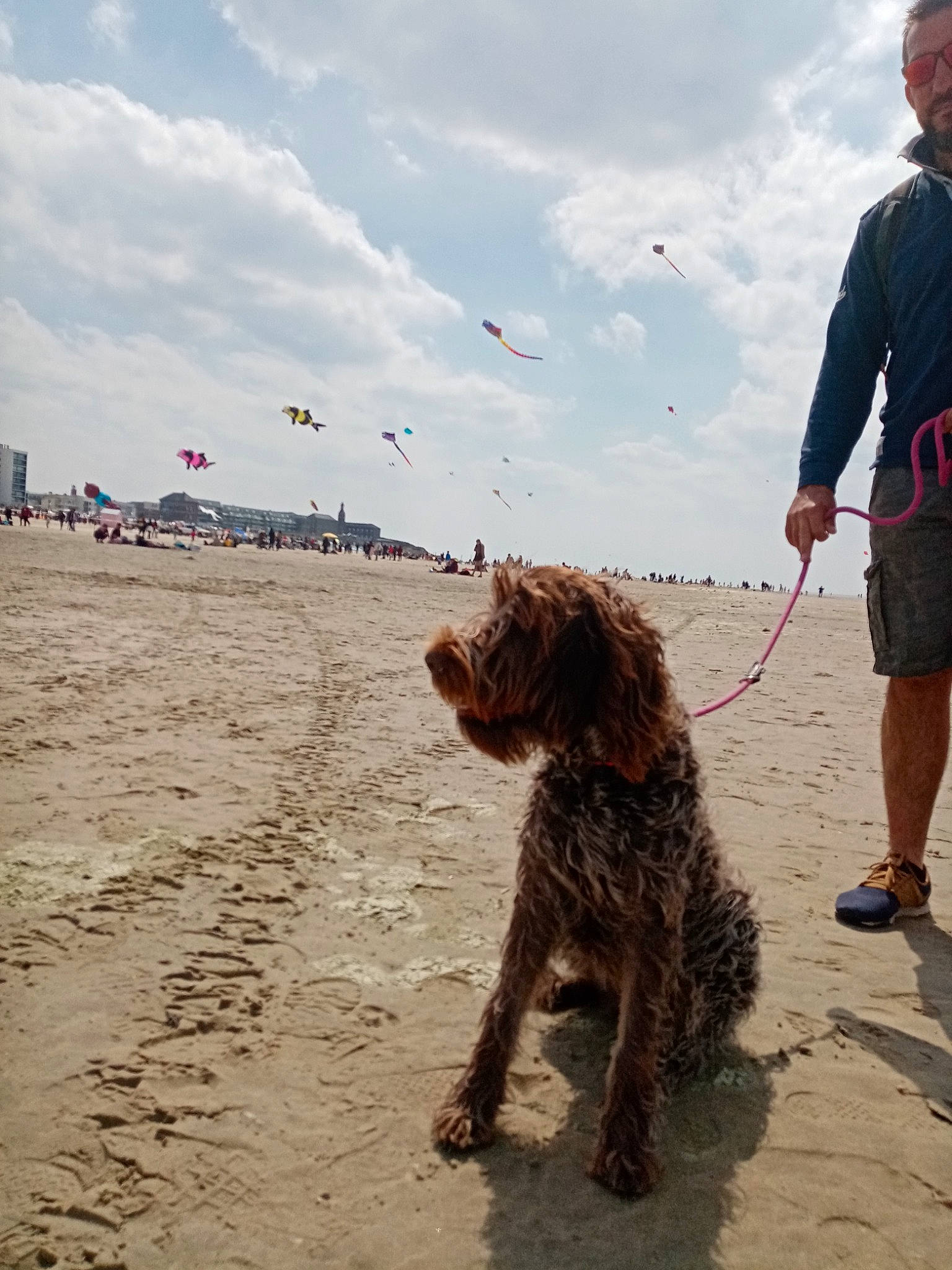 Sainto a rejoint le concours — aidez-le/la à gagner de superbes lots ! beach, body_of_water, canidae, carnivore, cloud, companion_dog, dog, dog_breed, dog_walking, fun, horizon, leash, sand, shorts, sky, sporting_group, toy, water_dog, wind, windsports