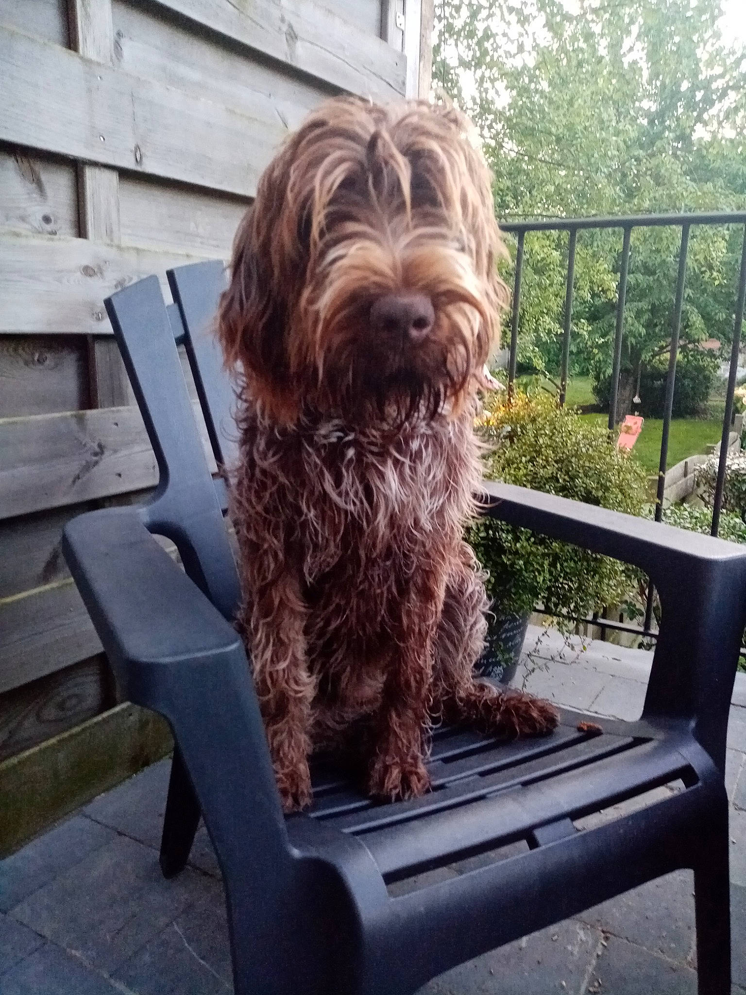Sainto participe au concours pour gagner de l'argent avec cette photo : canidae, carnivore, chair, companion_dog, dog, dog_breed, fence, fur, grass, hardwood, liver, metal, outdoor_furniture, plant, sitting, small_terrier, sporting_group, terrier, toy_dog, wood