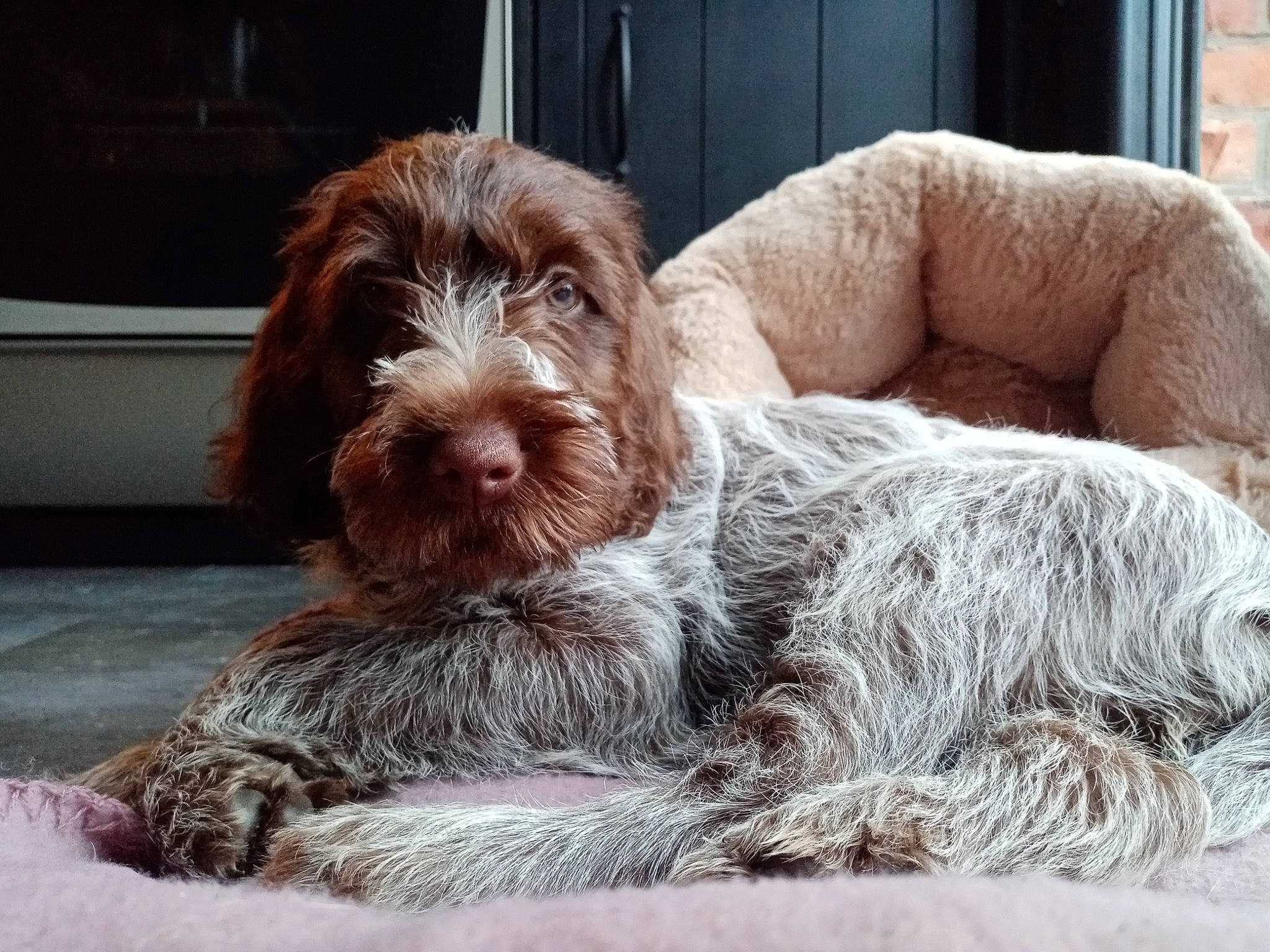 Sainto a rejoint le concours — aidez-le/la à gagner de superbes lots ! canidae, carnivore, cesky_fousek, companion_dog, dog, dog_breed, fur, hunting_dog, liver, pointing_breed, snout, sporting_group, stichelhaar, terrestrial_animal, terrier, water_dog, window, working_animal