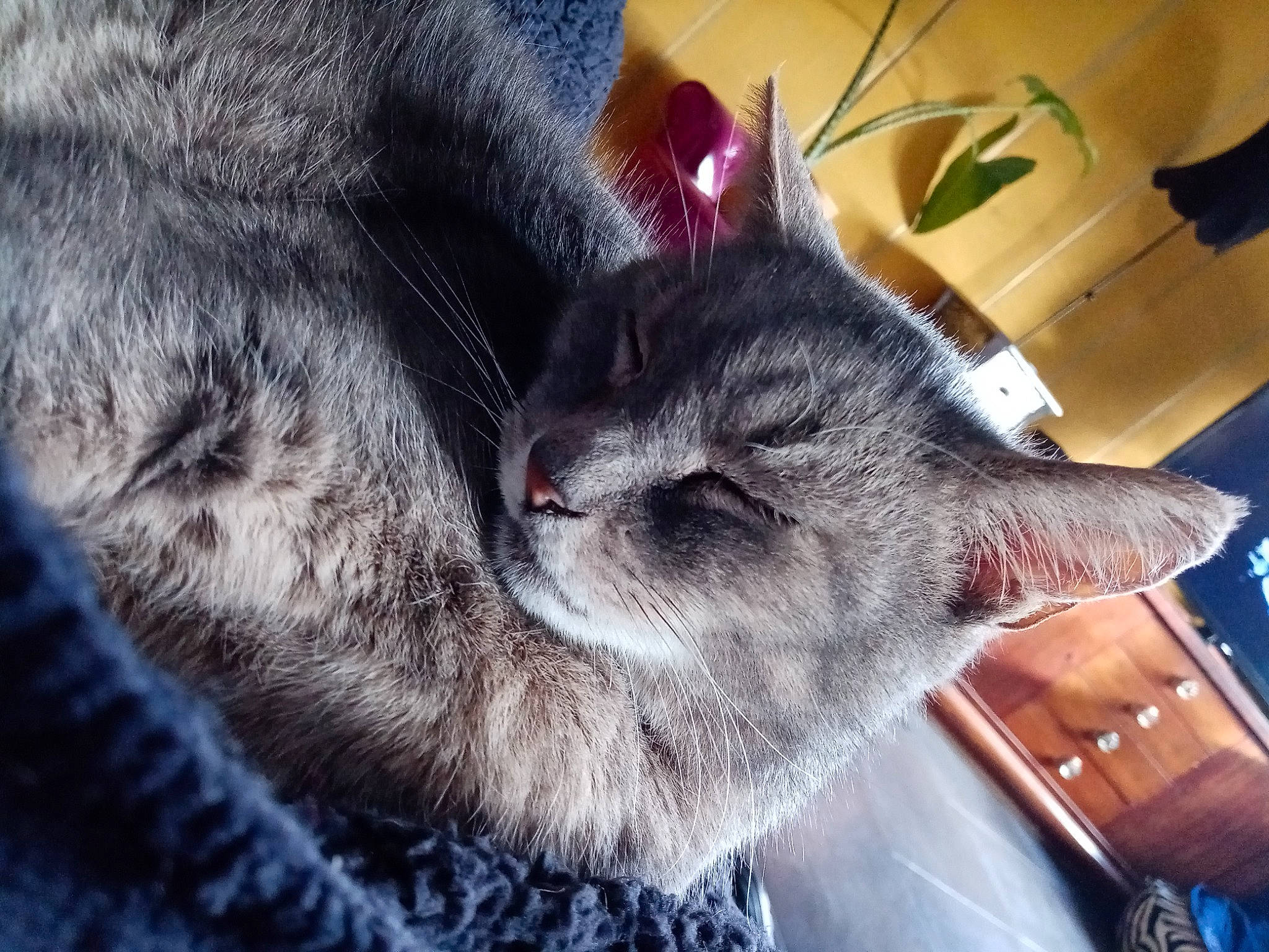 Figaro a rejoint le concours — aidez-le/la à gagner de superbes lots ! carnivore, cat, claw, comfort, domestic_short_haired_cat, ear, eye, felidae, fur, gesture, nap, paw, plant, sleep, small_to_medium_sized_cats, snout, tail, tree, whiskers, wildlife