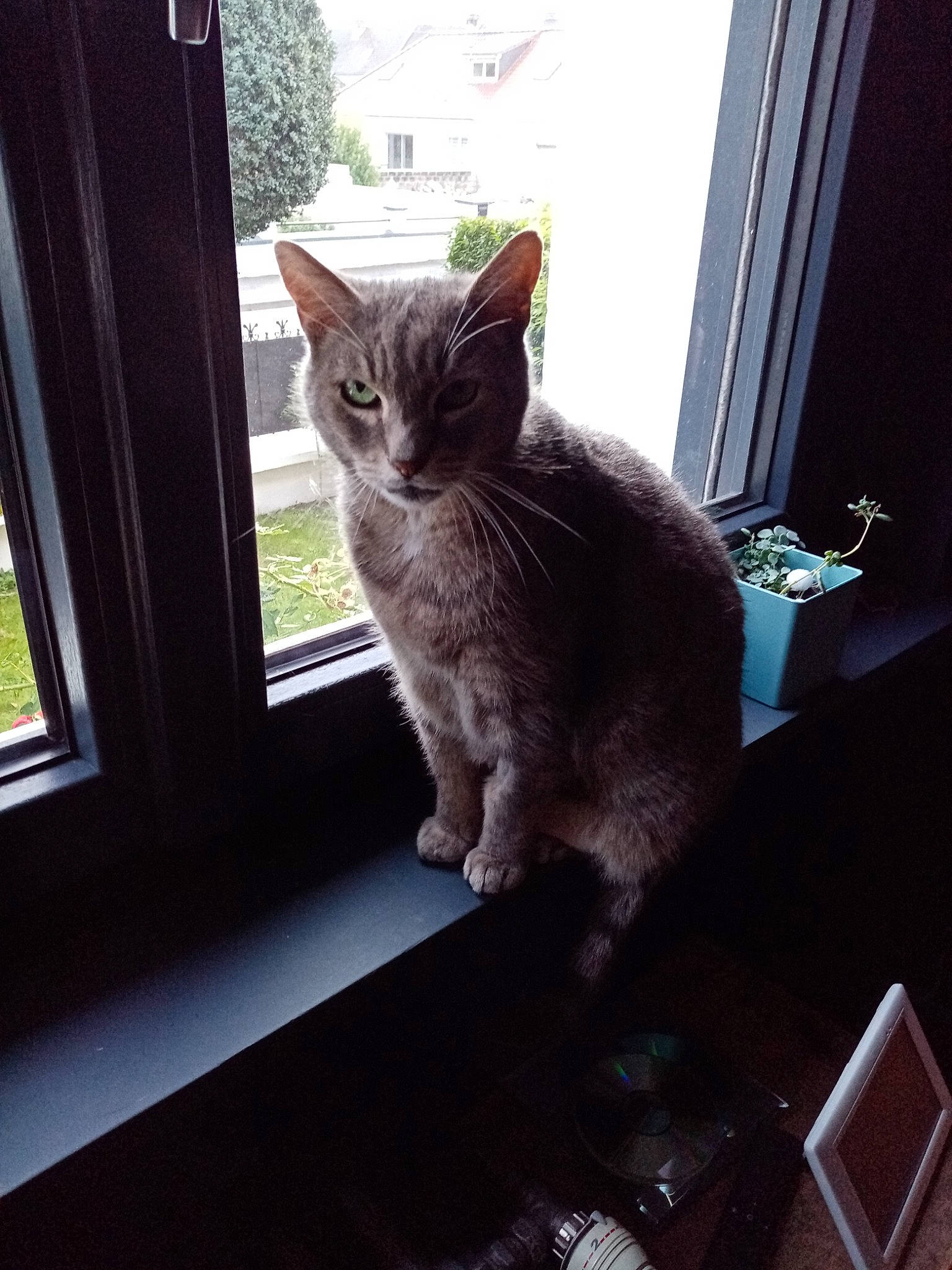 Figaro a rejoint le concours — aidez-le/la à gagner de superbes lots ! black_cat, carnivore, cat, domestic_short_haired_cat, felidae, fur, glass, houseplant, mammal, paw, plant, room, sitting, small_to_medium_sized_cats, snout, tail, tints_and_shades, whiskers, window, wood